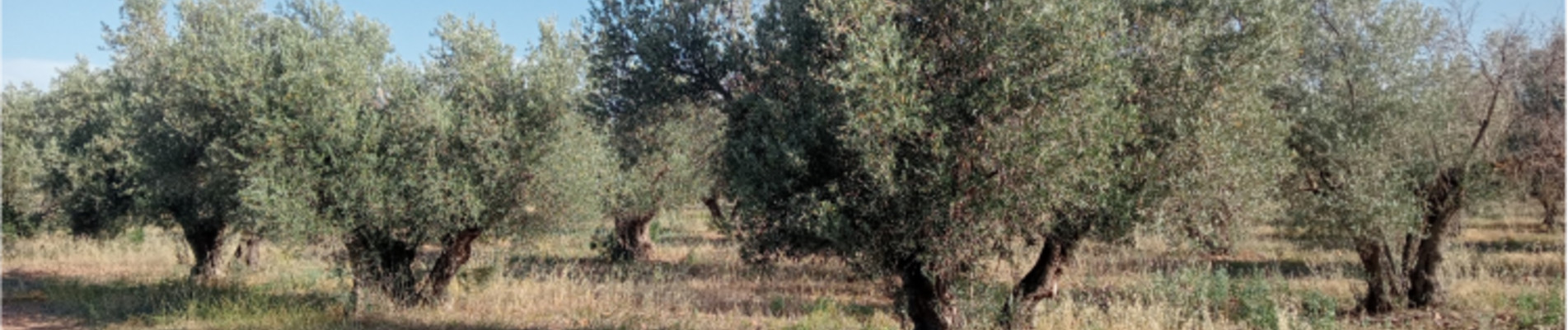 Imagen de campo y huerta